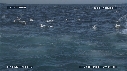 FOUS, OTARIES