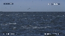 DAUPHINS, FOUS