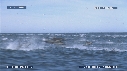 DAUPHINS, FOUS