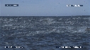 DAUPHINS, FOUS