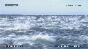 DAUPHINS, FOUS