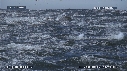 DAUPHINS, FOUS