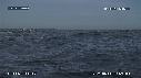 DAUPHINS, SARDINES