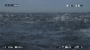 DAUPHINS, SARDINES