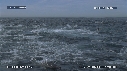DAUPHINS, OTARIES, FOUS, BALEINE
