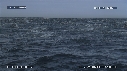 DAUPHINS, OTARIES, FOUS, BALEINE