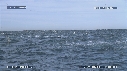 DAUPHINS, FOUS, BALEINE
