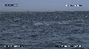 DAUPHINS, FOUS, BALEINE