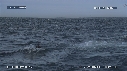 DAUPHINS, OTARIES, FOUS, BALEINE