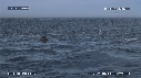 DAUPHINS, OTARIES, FOUS, BALEINE
