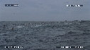 DAUPHINS, FOUS