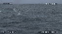 DAUPHINS, OTARIES, FOUS, BALEINE