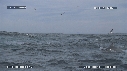 DAUPHINS, OTARIES, FOUS, BALEINE