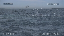 DAUPHINS, OTARIES, FOUS, BALEINE