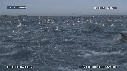 DAUPHINS, OTARIES, FOUS