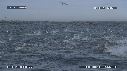 DAUPHINS, OTARIES, FOUS, BALEINE