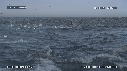 DAUPHINS, FOUS