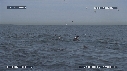 DAUPHINS, OTARIES, FOUS