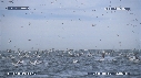 DAUPHINS, FOUS