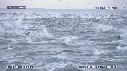 DAUPHINS