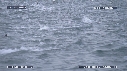DAUPHINS