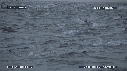 DAUPHINS, FOUS