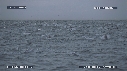 DAUPHINS, FOUS