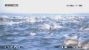 DAUPHINS, FOUS