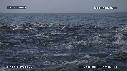 DAUPHINS, FOUS
