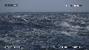 DAUPHINS, FOUS