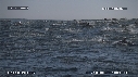 DAUPHINS