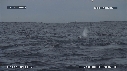 DAUPHINS, SARDINES