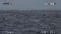 BALEINE, SARDINES