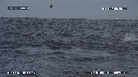 DAUPHINS, OTARIES