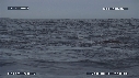 BALEINE, SARDINES