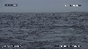 BALEINE DE BRYDE, SARDINES OTARIES