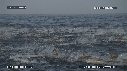 DAUPHINS