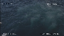RORQUAL BOREAL