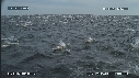 DAUPHINS, CAVALERIE