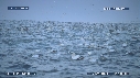 FOUS, DAUPHINS
