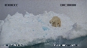 OURS BLANC