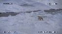 OURS BLANC