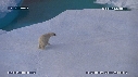 OURS BLANC
