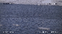 BELUGAS