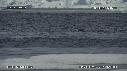 PHOQUE
