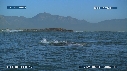 BALEINE FRANCHE