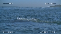 BALEINE FRANCHE