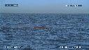 BALEINE FRANCHE