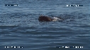 BALEINE FRANCHE