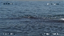 BALEINE FRANCHE